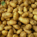 billig Preis frische Kartoffel der neuen Ernte